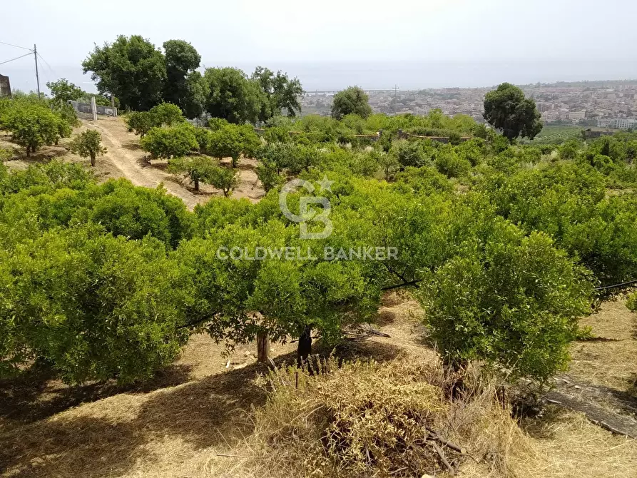 Immagine 1 di Terreno agricolo in vendita  in via Pennisi a Mascali