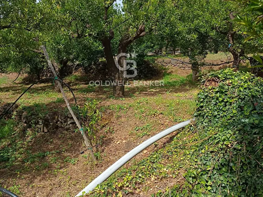 Immagine 6 di Terreno agricolo in vendita  in via Pennisi a Mascali