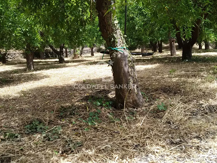 Immagine 7 di Terreno agricolo in vendita  in via Pennisi a Mascali