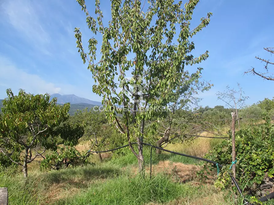 Immagine 22 di Terreno agricolo in vendita  in via Fossa Aglistro II Traversa a Piedimonte Etneo