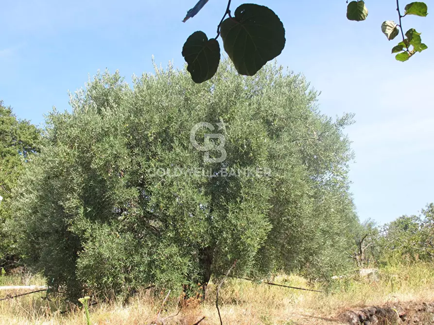 Immagine 28 di Terreno agricolo in vendita  in via Fossa Aglistro II Traversa a Piedimonte Etneo