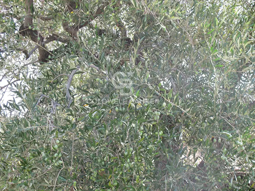 Immagine 32 di Terreno agricolo in vendita  in via Fossa Aglistro II Traversa a Piedimonte Etneo