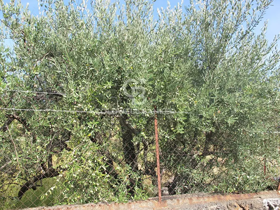 Immagine 35 di Terreno agricolo in vendita  in via Fossa Aglistro II Traversa a Piedimonte Etneo