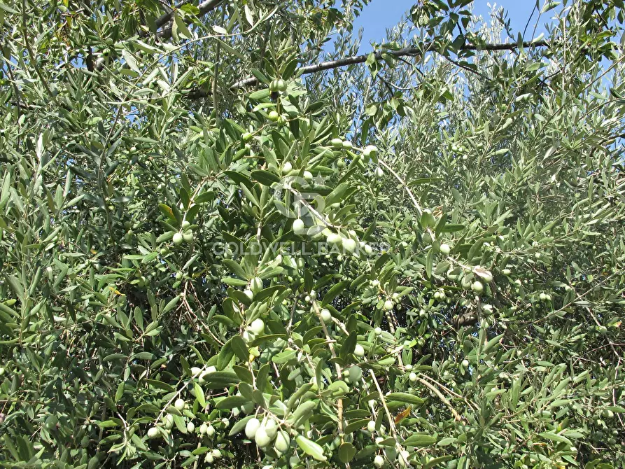 Immagine 37 di Terreno agricolo in vendita  in via Fossa Aglistro II Traversa a Piedimonte Etneo