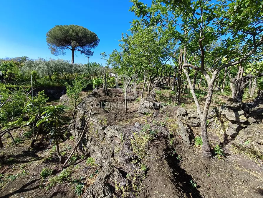 Immagine 1 di Terreno agricolo in vendita  in via Roccamena 71 a Acireale