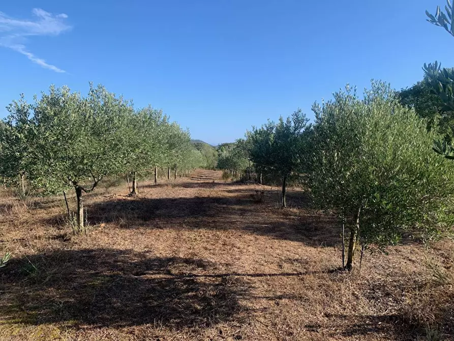 Immagine 31 di Villa in vendita  in San Pantaleo Costa Smeralda 143 a Olbia