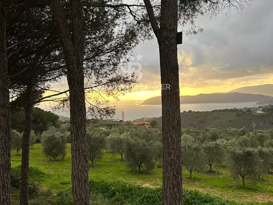Immagine 2 di Terreno agricolo in vendita  a Porto Azzurro