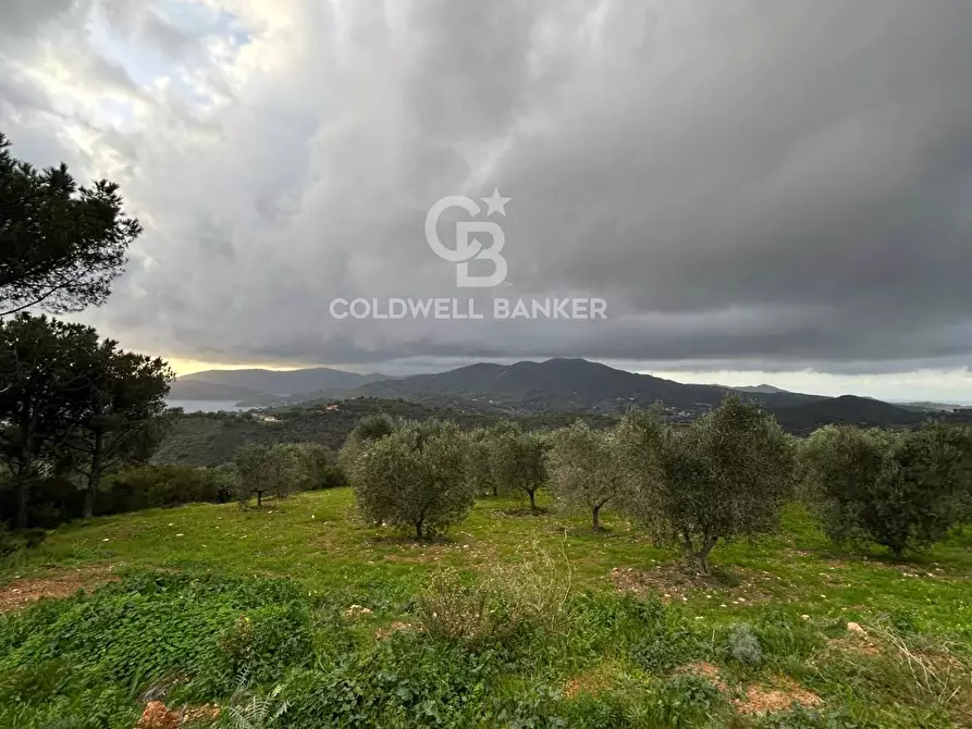 Immagine 5 di Terreno agricolo in vendita  a Porto Azzurro