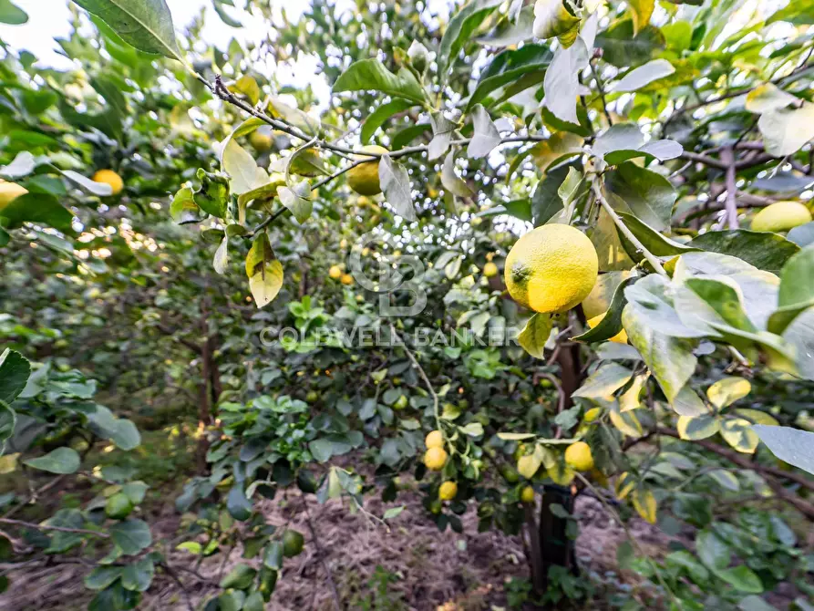 Immagine 1 di Terreno agricolo in vendita  in via Provinciale 341 a Santa Venerina