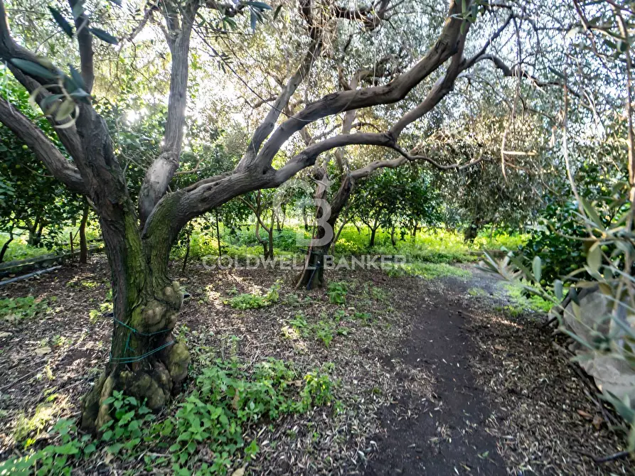 Immagine 4 di Terreno agricolo in vendita  in via Provinciale 341 a Santa Venerina