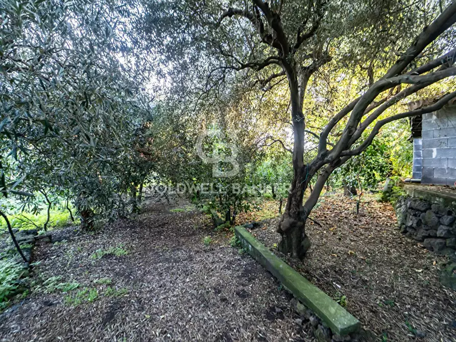 Immagine 5 di Terreno agricolo in vendita  in via Provinciale 341 a Santa Venerina