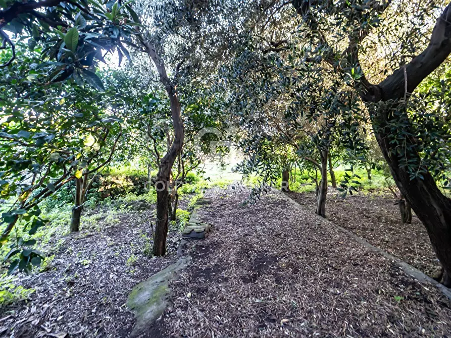 Immagine 6 di Terreno agricolo in vendita  in via Provinciale 341 a Santa Venerina