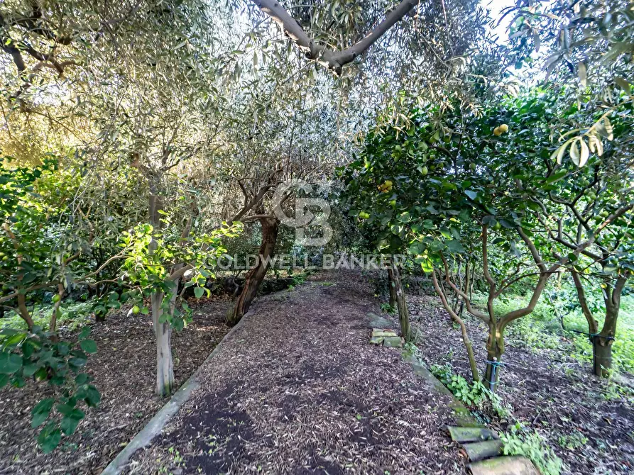 Immagine 7 di Terreno agricolo in vendita  in via Provinciale 341 a Santa Venerina