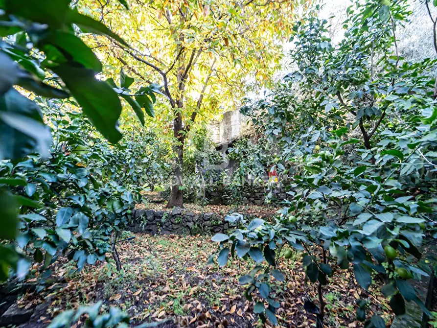 Immagine 8 di Terreno agricolo in vendita  in via Provinciale 341 a Santa Venerina