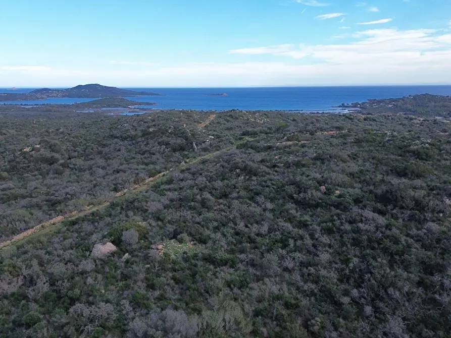 Immagine 6 di Terreno agricolo in vendita  in Via Nazionale s.n.c. a Aggius