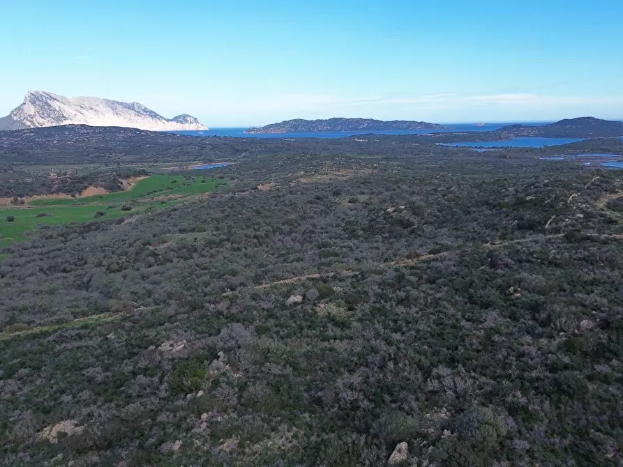 Immagine 8 di Terreno agricolo in vendita  in Via Nazionale s.n.c. a Aggius