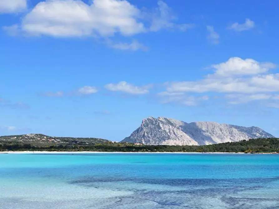 Immagine 7 di Terreno agricolo in vendita  in Via Nazionale s.n.c. a Aggius