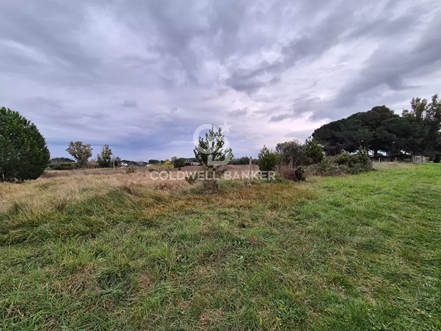 Immagine 4 di Terreno agricolo in vendita  in Località San Giorgio Snc a Tarquinia