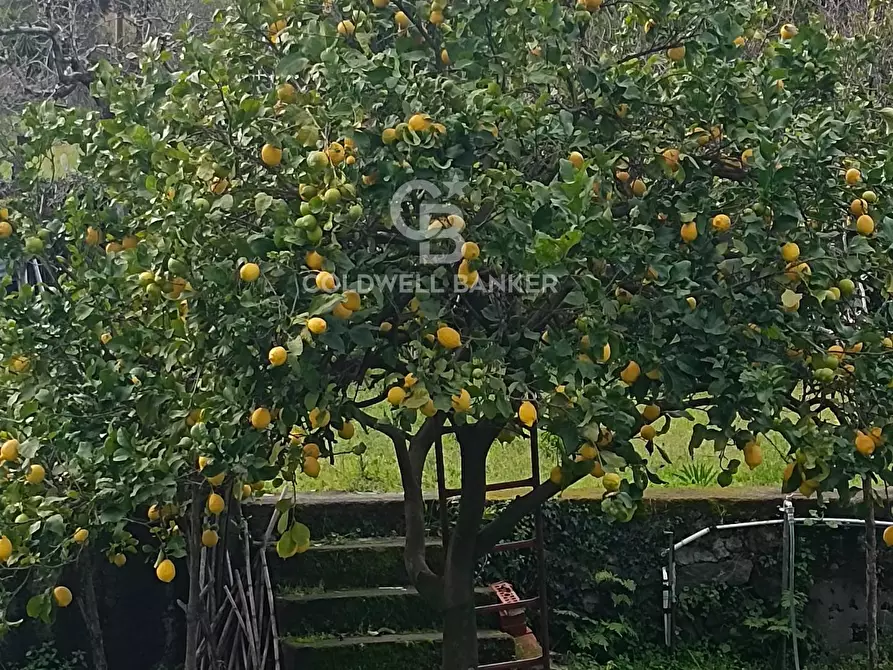 casa indipendente in vendita a Viagrande