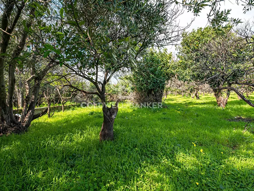 Immagine 21 di Terreno agricolo in vendita  in VIA DELLO STADIO SNC a Acireale