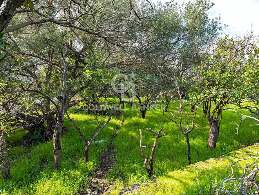 Immagine 22 di Terreno agricolo in vendita  in VIA DELLO STADIO SNC a Acireale