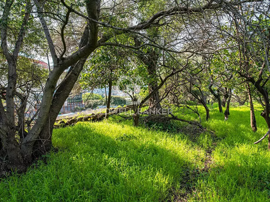 Immagine 24 di Terreno agricolo in vendita  in VIA DELLO STADIO SNC a Acireale