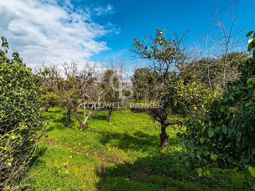 Immagine 29 di Terreno agricolo in vendita  in VIA DELLO STADIO SNC a Acireale