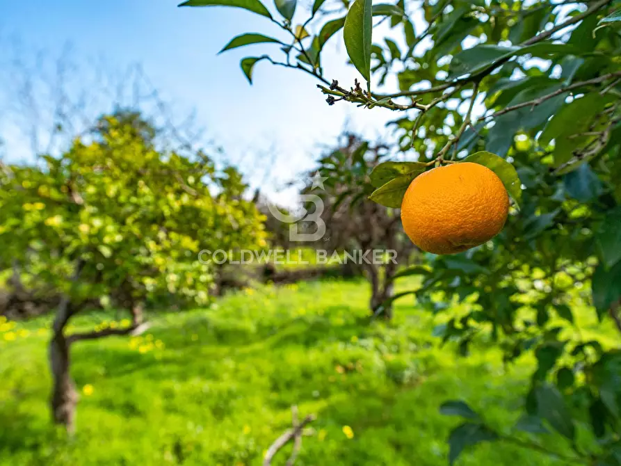 Immagine 30 di Terreno agricolo in vendita  in VIA DELLO STADIO SNC a Acireale
