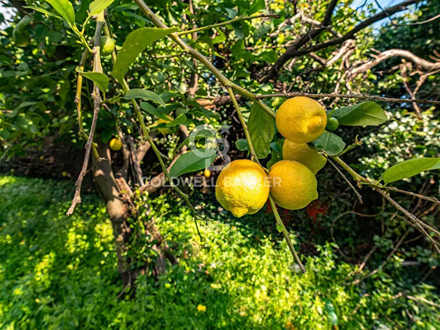 Immagine 40 di Terreno agricolo in vendita  in VIA DELLO STADIO SNC a Acireale