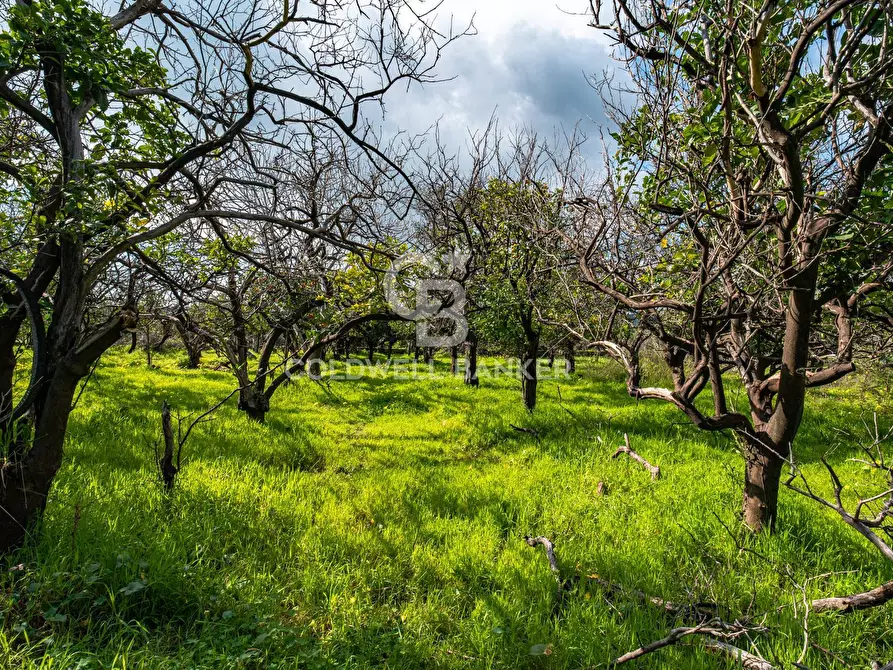 Immagine 41 di Terreno agricolo in vendita  in VIA DELLO STADIO SNC a Acireale