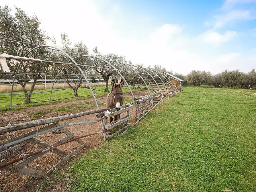 Immagine 35 di Rustico / casale in vendita  in Località Scassato a Vetralla