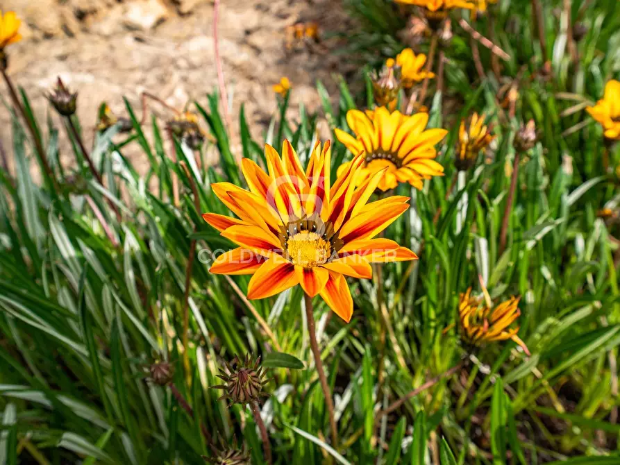 Immagine 53 di Villa in vendita  in Piano San Paolo 85 a Caltagirone