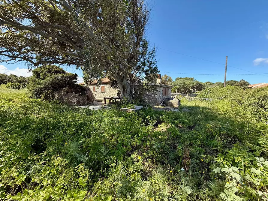 Immagine 10 di Terreno agricolo in vendita  in SP90 s.n.c. a Santa Teresa Gallura