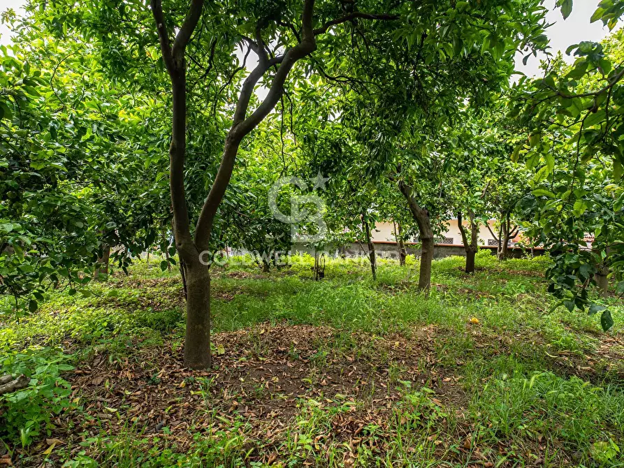 Immagine 4 di Villa in vendita  in Via Vitt Emanuele III 204 a Acireale