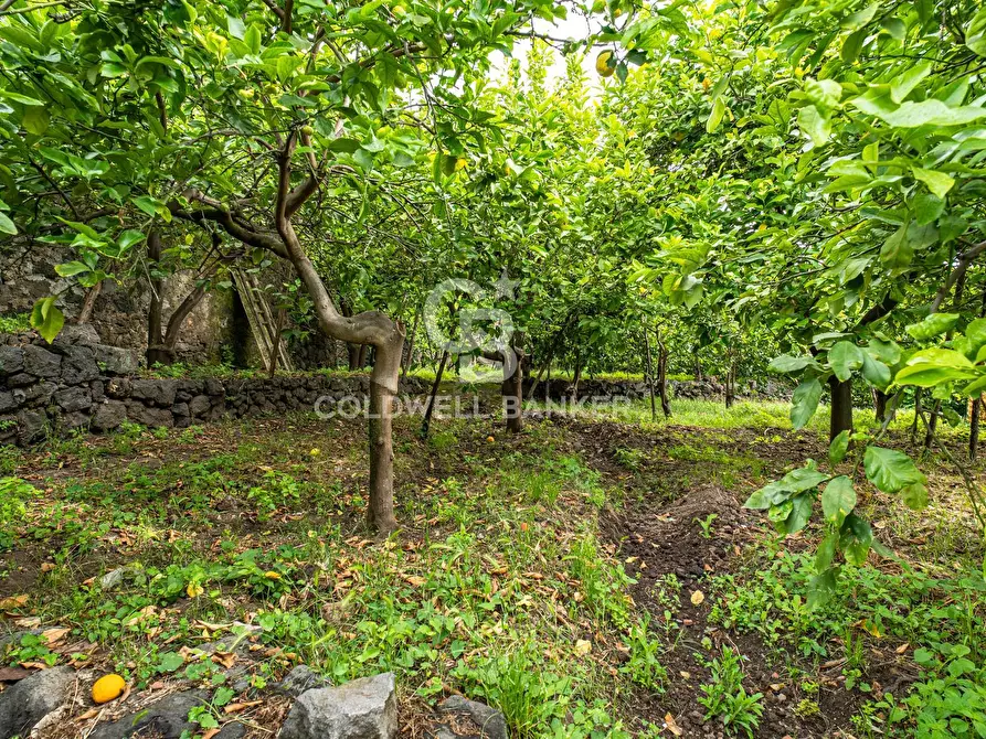 Immagine 6 di Villa in vendita  in Via Vitt Emanuele III 204 a Acireale