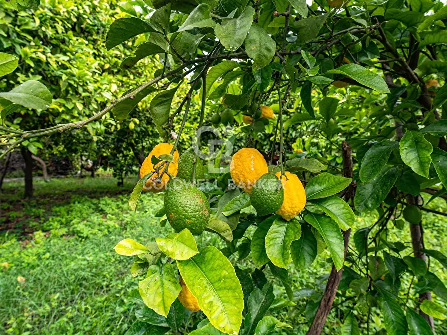 Immagine 13 di Villa in vendita  in Via Vitt Emanuele III 204 a Acireale
