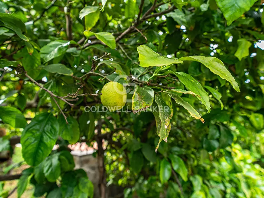 Immagine 39 di Villa in vendita  in Via Vitt Emanuele III 204 a Acireale