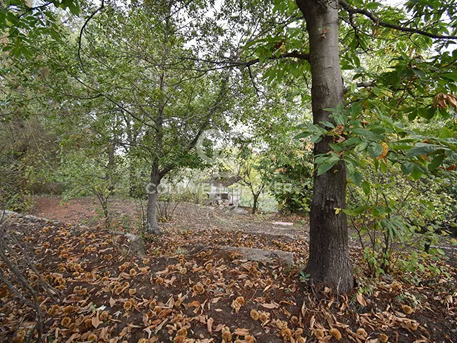 Immagine 2 di Terreno agricolo in vendita  in SP Fornazzo Linguaglossa a Piedimonte Etneo
