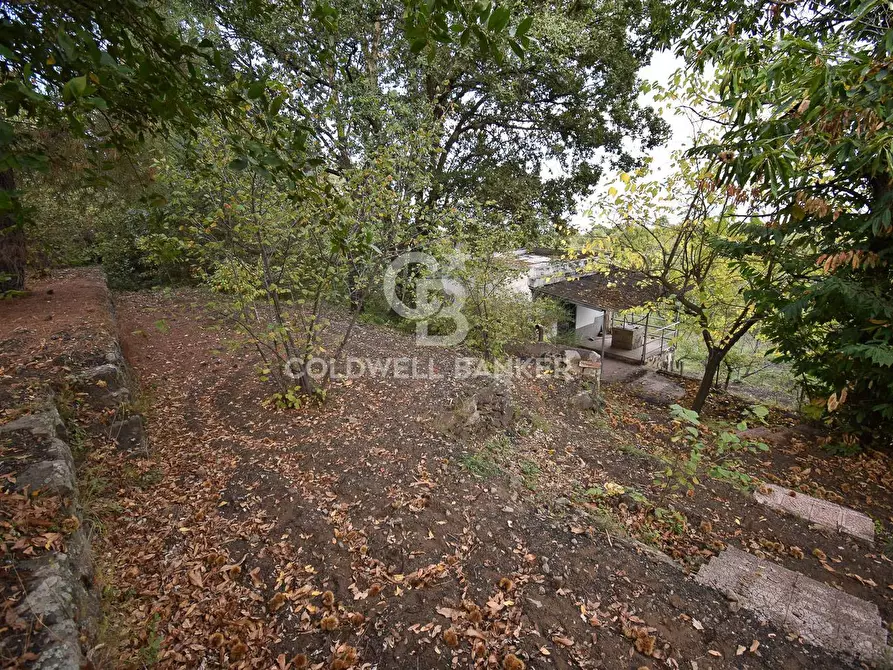 Immagine 3 di Terreno agricolo in vendita  in SP Fornazzo Linguaglossa a Piedimonte Etneo