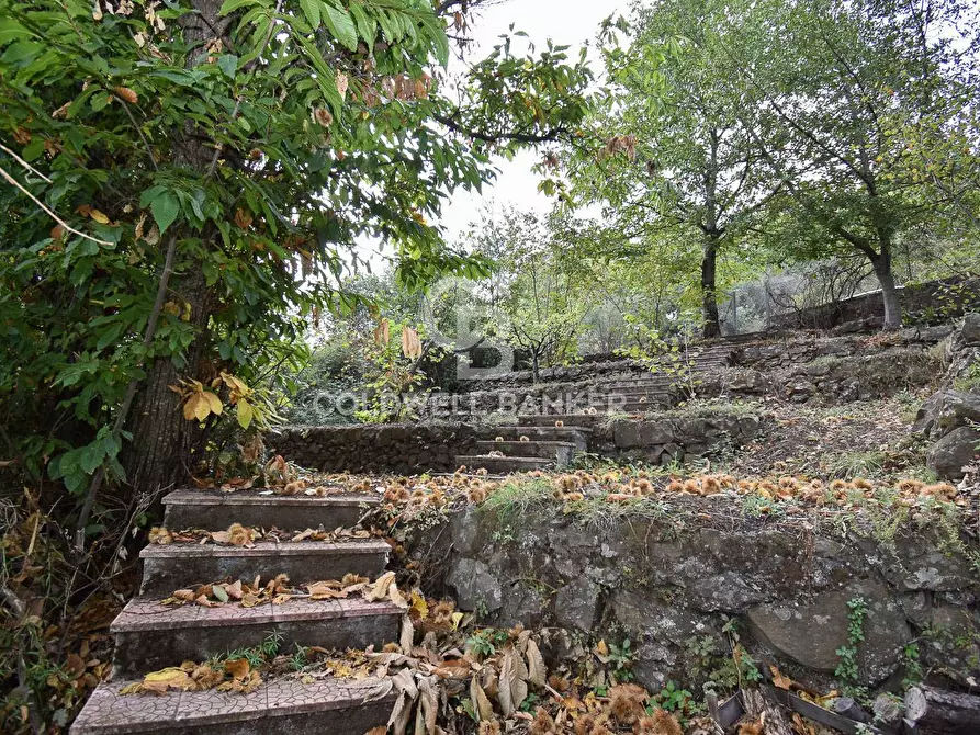 Immagine 9 di Terreno agricolo in vendita  in SP Fornazzo Linguaglossa a Piedimonte Etneo