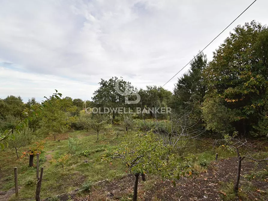 Immagine 14 di Terreno agricolo in vendita  in SP Fornazzo Linguaglossa a Piedimonte Etneo