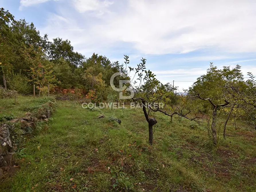 Immagine 17 di Terreno agricolo in vendita  in SP Fornazzo Linguaglossa a Piedimonte Etneo