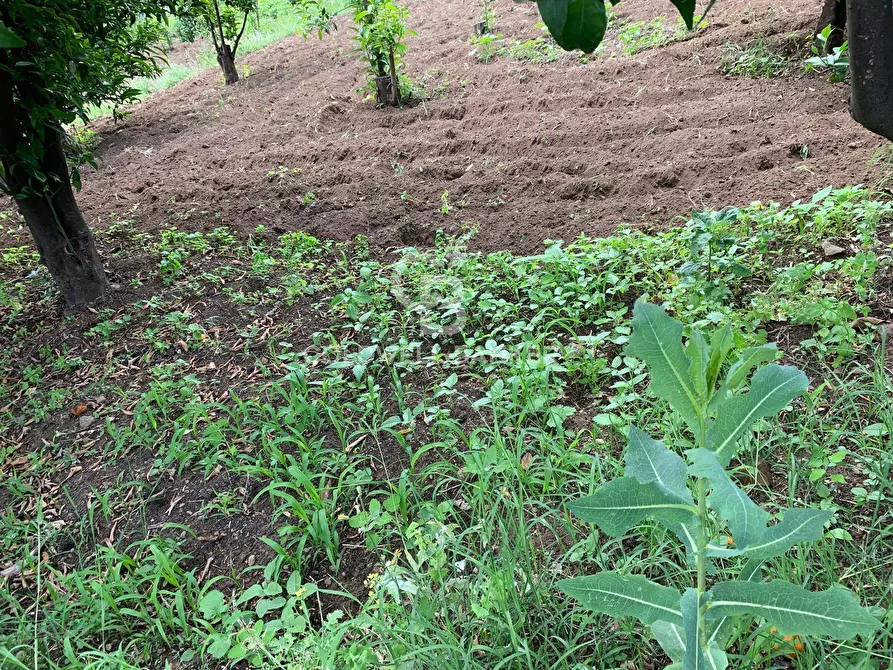Immagine 4 di Terreno residenziale in vendita  in Sciara San Giovanni snc a Giarre