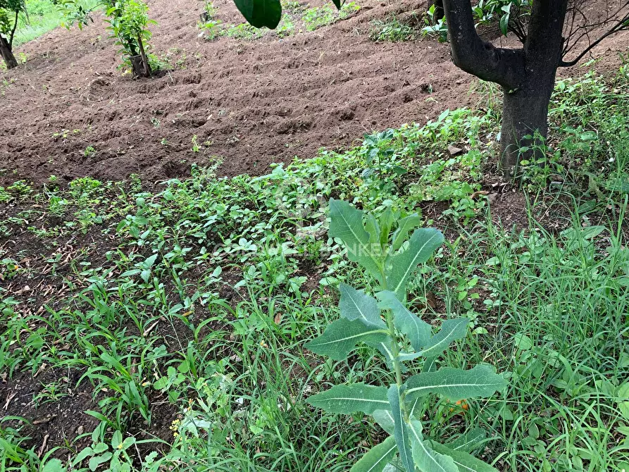 Immagine 7 di Terreno residenziale in vendita  in Sciara San Giovanni snc a Giarre
