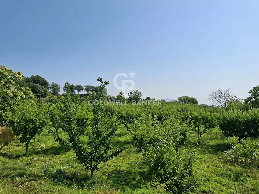 Immagine 3 di Terreno agricolo in vendita  in Via Ragonesi a Piedimonte Etneo