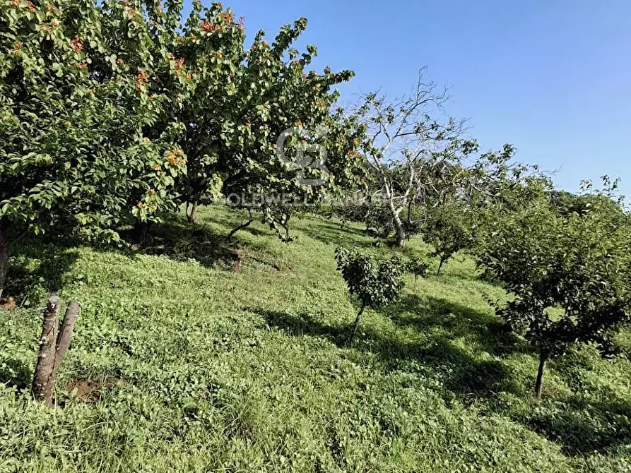 Immagine 2 di Terreno agricolo in vendita  in Via Ragonesi a Piedimonte Etneo