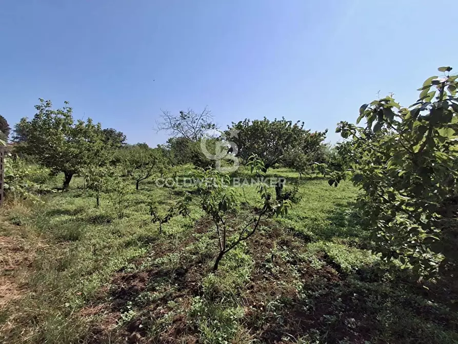 Immagine 4 di Terreno agricolo in vendita  in Via Ragonesi a Piedimonte Etneo
