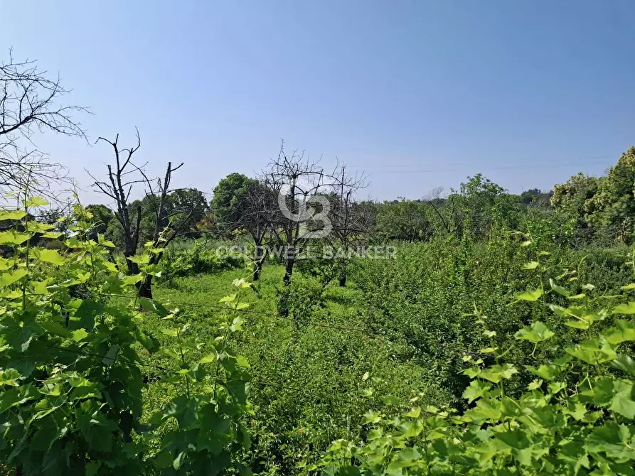 Immagine 5 di Terreno agricolo in vendita  in Via Ragonesi a Piedimonte Etneo