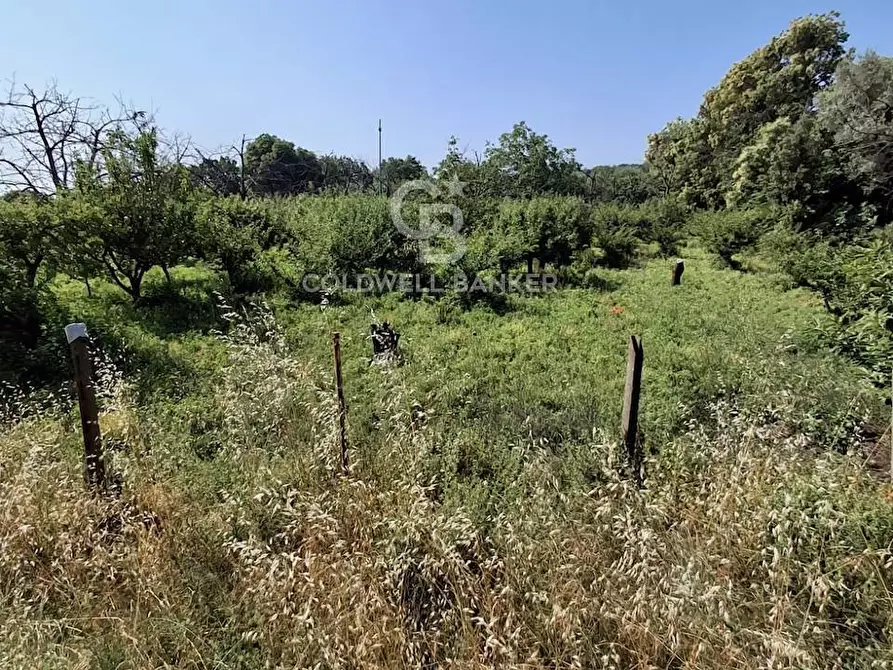 Immagine 6 di Terreno agricolo in vendita  in Via Ragonesi a Piedimonte Etneo