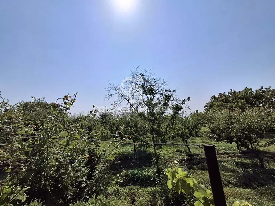 Immagine 8 di Terreno agricolo in vendita  in Via Ragonesi a Piedimonte Etneo